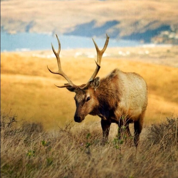 Meet your Posher, Johanna - Picture 1 of 1